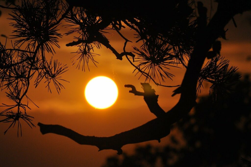sunset, branches, silhouettes-396633.jpg